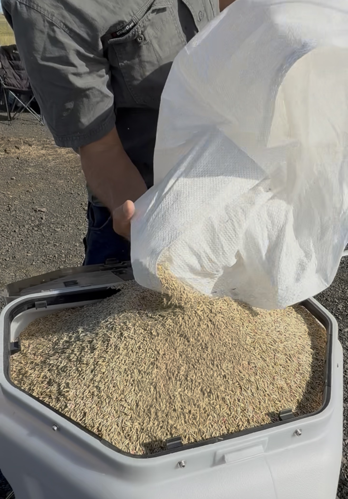Seeding — All Flight, Northern Rivers NSW